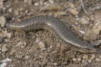 Chalcides ocellatus, Chloraka