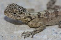 Stellagama stellio, Avakas Gorge