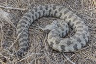 Macrovipera lebetina, Lara 