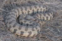 Macrovipera lebetina, Lara 