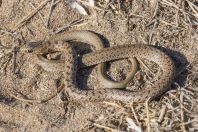 Dolichophis jugularis, Lara