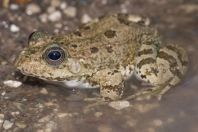 Pelophylax cypriensis, Episkopi