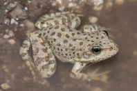 Pelophylax cypriensis, Episkopi