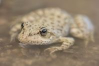 Pelophylax cypriensis, Episkopi