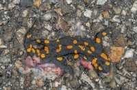Přejetý Salamandra salamandra, Samarina