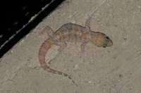 Hemidactylus turcicus, Kalamaki