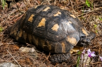 Testudo marginata, Deiras