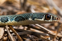 Platyceps najadum, Deiras