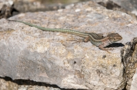 Podarcis peloponnesiacus, Deiras