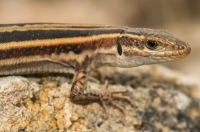 Podarcis peloponnesiacus, Deiras