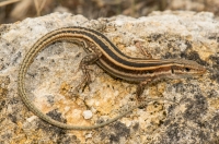 Podarcis peloponnesiacus, Deiras