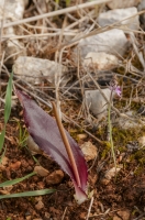 Biarum tenuifolium