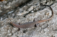 Hellenolacerta graeca, Leonidio