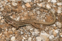 Podarcis peloponnesiacus, Kosmas