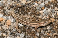 Podarcis peloponnesiacus, Kosmas