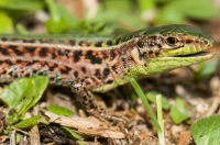 Podarcis tauricus, Kosmas