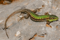 Podarcis tauricus, Kosmas