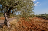 Landscape near Geraki