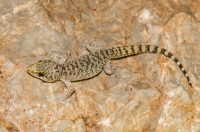 Hemidactylus turcicus, Xyli Dimotikon 