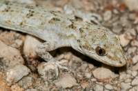 Mediodactylus kotschyi, Xyli Dimotikon 