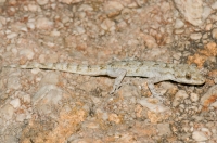 Mediodactylus kotschyi, Xyli Dimotikon 