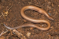 Ophiomorus punctatissimus, Mani