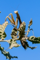 Mantis religiosa, Mani