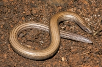 Ophiomorus punctatissimus, Mani