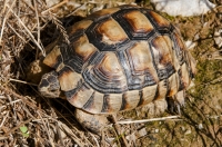 Testudo marginata, Loutsa