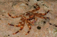 Crab, Exo Nimfio