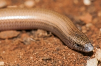 Ophiomorus punctatissimus, Mani