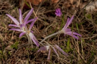 Colchicum cupanii, Xerolakkos