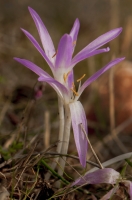 Colchicum cupanii, Xerolakkos