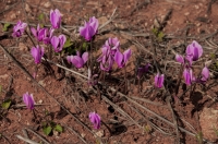 Cyclamen graecum, Avramianika