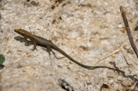 Hellenolacerta graeca, Avramianika