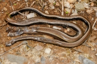 Anguis cephallonica, Oitylo