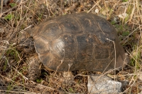 Testudo marginata, Oitylo