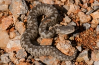 Vipera ammodytes, Mani