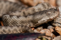 Vipera ammodytes, Mani