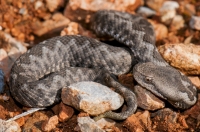 Vipera ammodytes, Mani