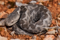 Vipera ammodytes, Mani