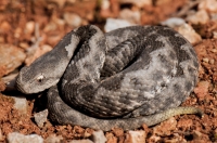 Vipera ammodytes, Mani