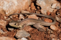 Lacerta trilineata, Mani