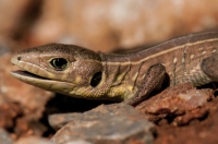 Lacerta trilineata, Mani