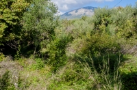 Habitat near Chora Getson