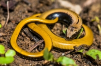 Anguis cephallonica, Chora Getson