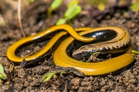 Anguis cephallonica, Chora Getson