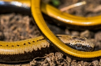 Anguis cephallonica, Chora Getson