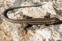 Podarcis peloponnesiaca, Chora Getson