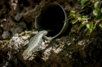 Hellenolacerta graeca, Chora Getson